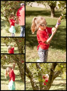 Okaw Valley Apple Orchard Sullivan Illinois