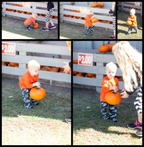 Wagon Wheel Pumpkin Patch Clinton IL